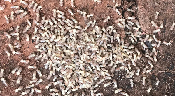 Termite Barrier Treatment Perth